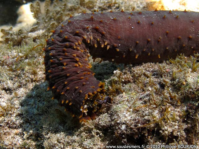 Holothuria flavomaculata - holothurie serpent rouge