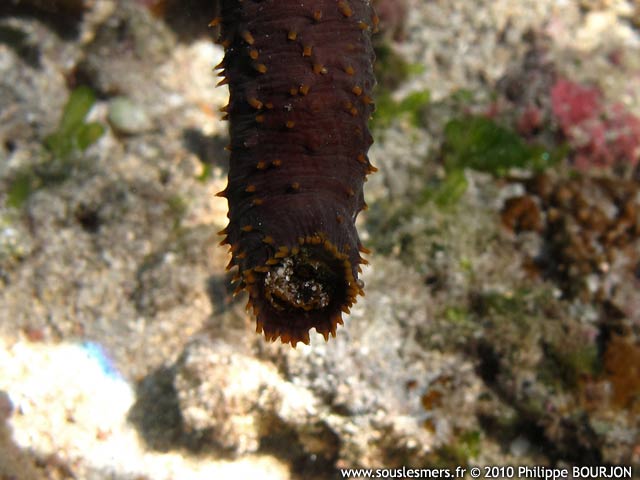 Holothuria flavomaculata - holothurie serpent rouge