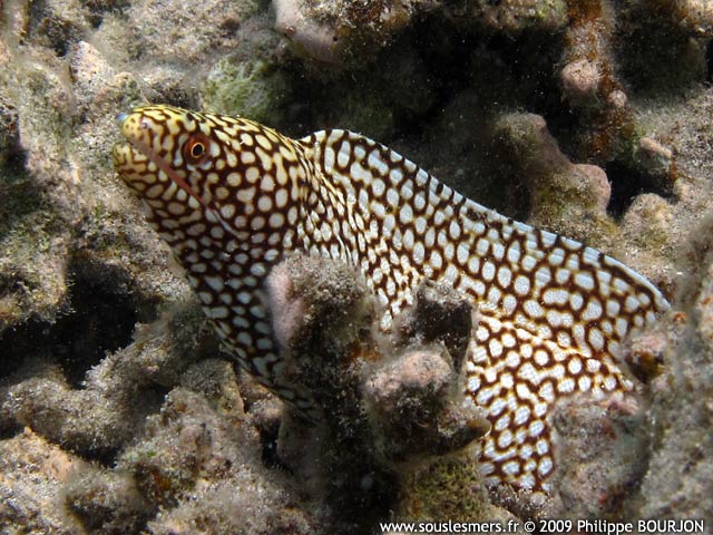 Gymnothorax meleagris - murne ponctue