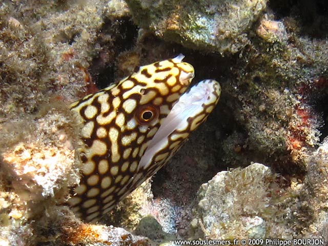 Gymnothorax meleagris - murne ponctue