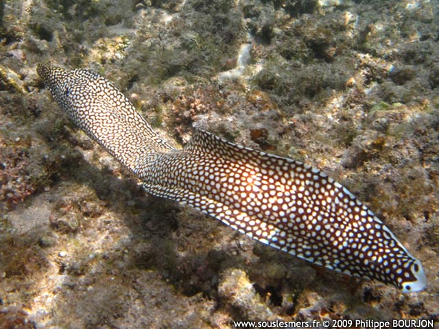Gymnothorax meleagris - murne ponctue