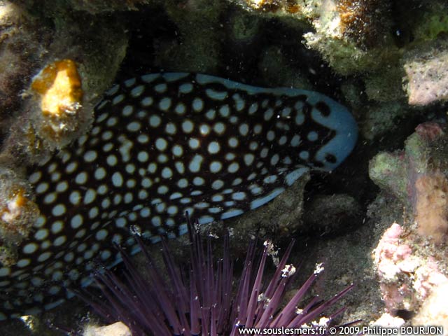 Gymnothorax meleagris - murne ponctue