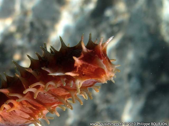 Holothuria hilla - holothurie contractile