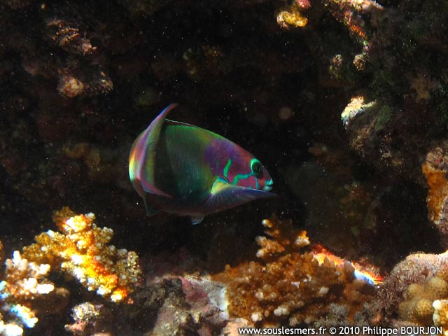 Thalassoma genivittatum - girelle-paon bariole