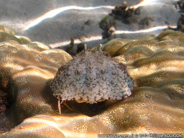 Calappa hepatica - crabe honteux