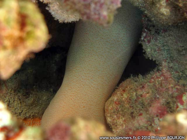 Cryptodendrum adhaesivum - anmone adhsive