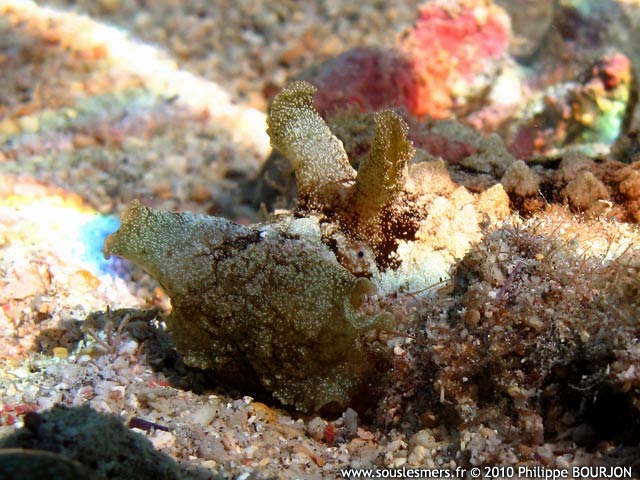 Dolabella auricularia - dolabelle commune