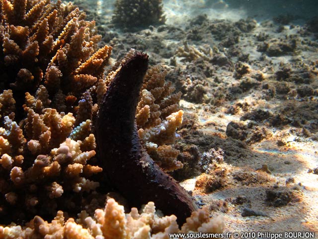 Holothuria leucospilota - holothurie noire