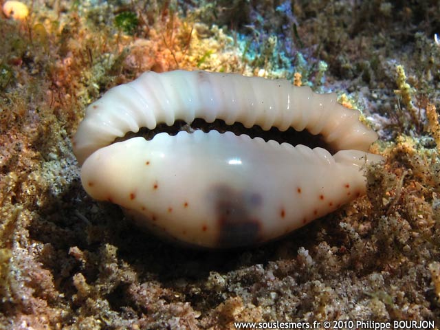 Erosaria erosa - porcelaine rode