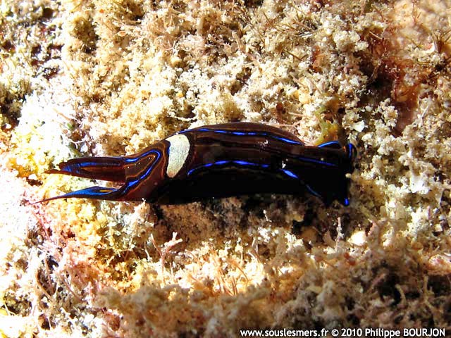 Chelidonura hirundinina - cphalaspide sangsue