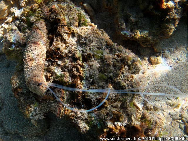 Holothuria fuscocinerea - holothurie rose cendre