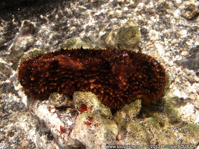 Holothuria cinerascens - holothurie cendre