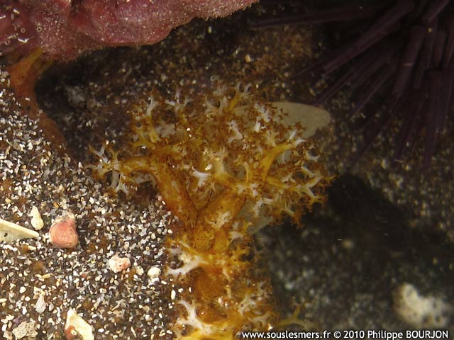 Holothuria cinerascens - holothurie cendre
