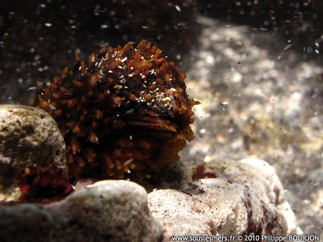 Holothuria cinerascens - holothurie cendre