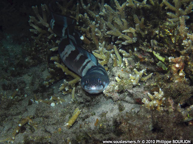 Conger cinereus - congre  moustache