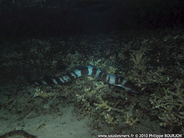 Conger cinereus - congre  moustache