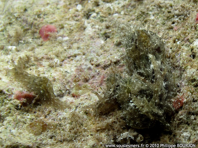 Stylocheilus striatus - livre de mer stri