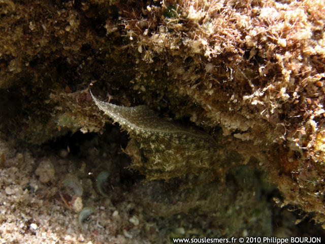 Stylocheilus striatus - livre de mer stri