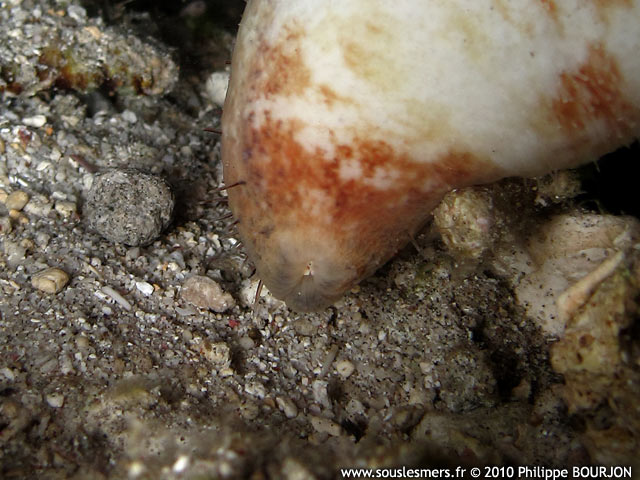 Actinopyga capillata - holothurie chevelue