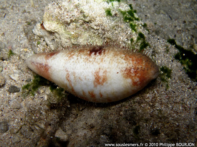 Actinopyga capillata - holothurie chevelue