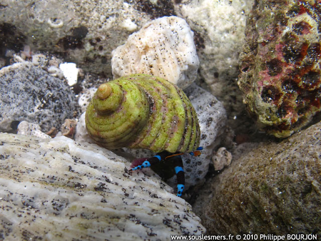 Calcinus elegans - bernard l'ermite lgant