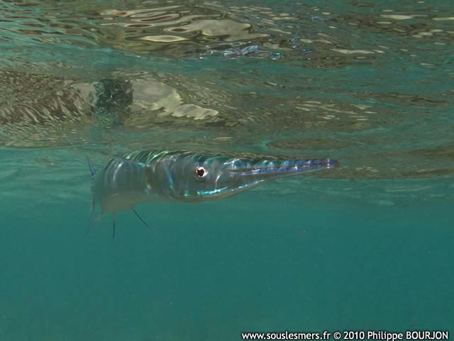 Tylosurus crocodilus crocodilus - aiguille crocodile