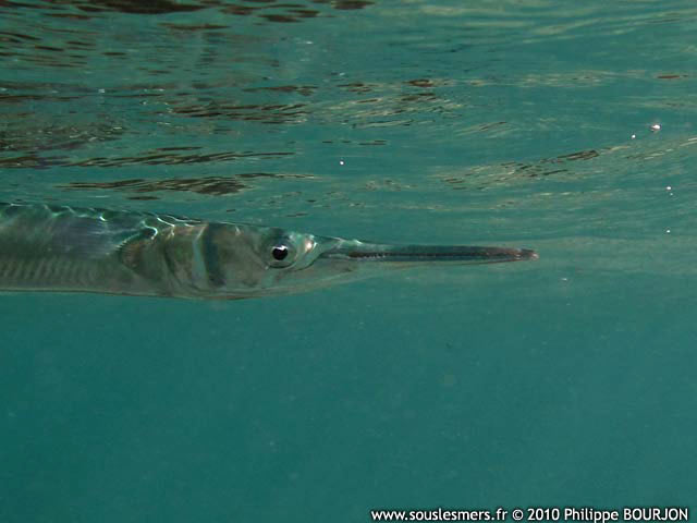 Tylosurus crocodilus crocodilus - aiguille crocodile
