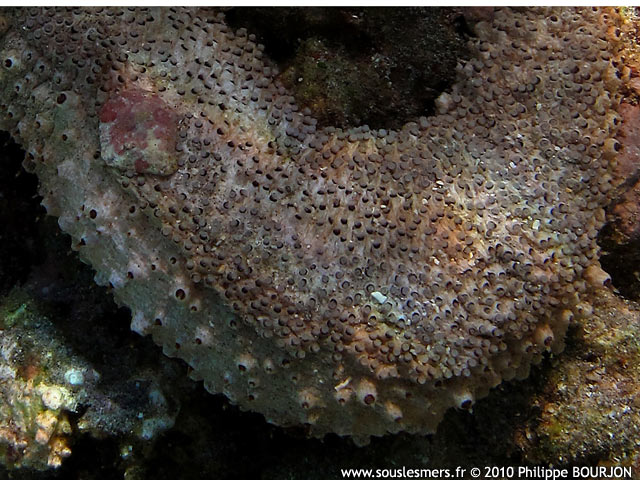 Holothuria fuscocinerea - holothurie rose cendre
