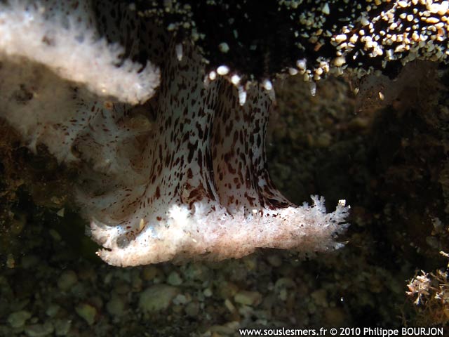 Holothuria nobilis - holothurie noires  mamelles