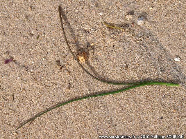 Syringodium isoetifolium - herbe tubulaire