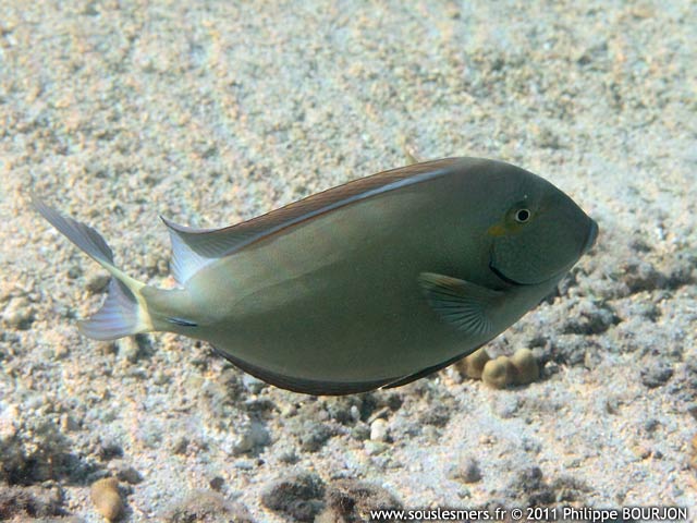 Acanthurus blochii - chirurgien  queue barre