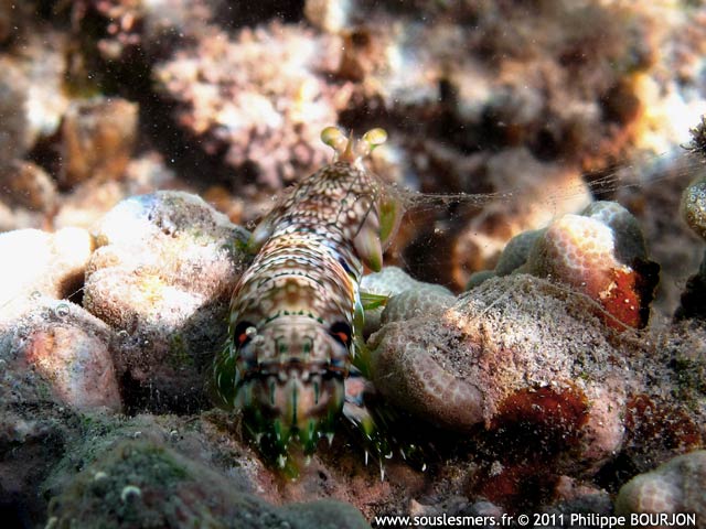 Gonodactylus platysoma - squille  ocelles orange