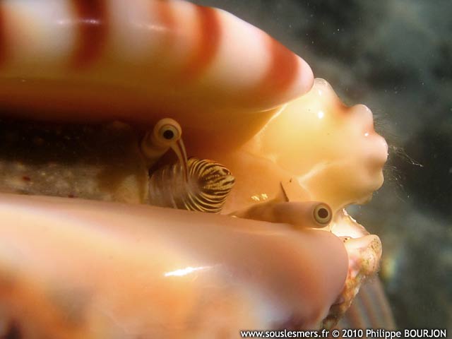 Strombus lentiginosus - strombe lentigineux