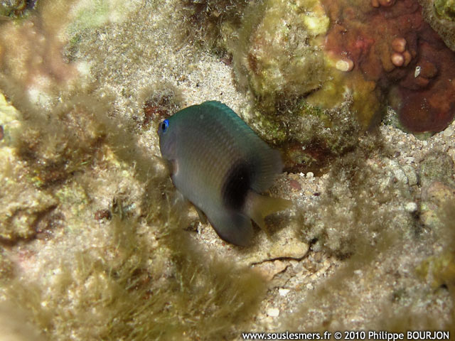 Plectroglyphidodon johnstonianus - demoiselle de Johnston