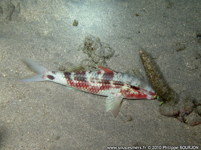 Parupeneus barberinus - barbet ray