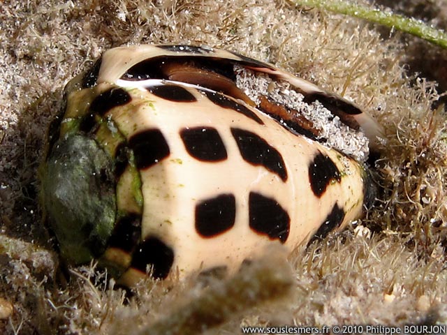 Conus ebraeus - cne hbreu