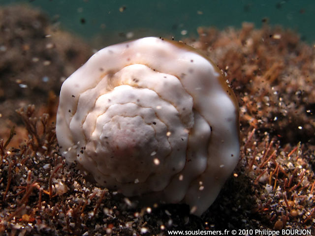 Conus lividus - cne livide