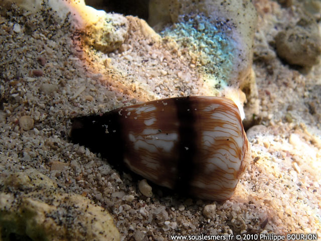 Conus miles - cne soldat