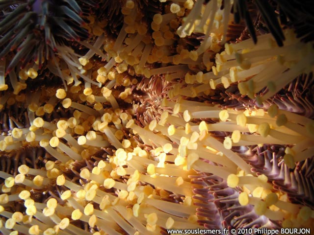 Acanthaster planci - acanthaster