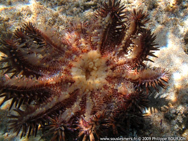 Acanthaster planci - acanthaster