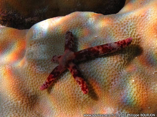 Linckia multifora - comte de mer