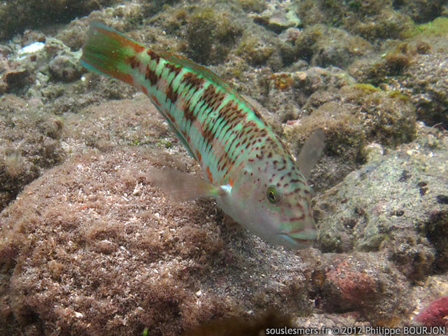 Thalassoma trilobatum - girelle de Nol