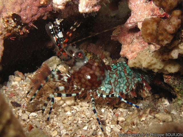 Saron marmoratus - crevette marbre