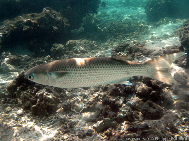 Oedalechilus labiosus - muge lippu