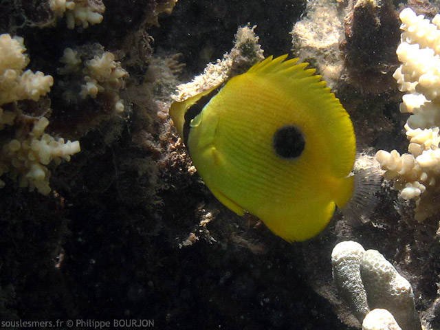 Chaetodon zanzibarensis - poisson-papillon de zanzibar