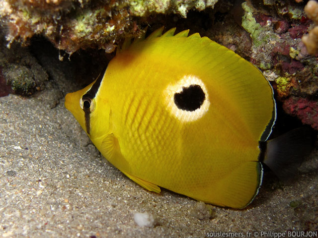 Chaetodon interruptus - poisson-papillon  larme de l'ocan Indien