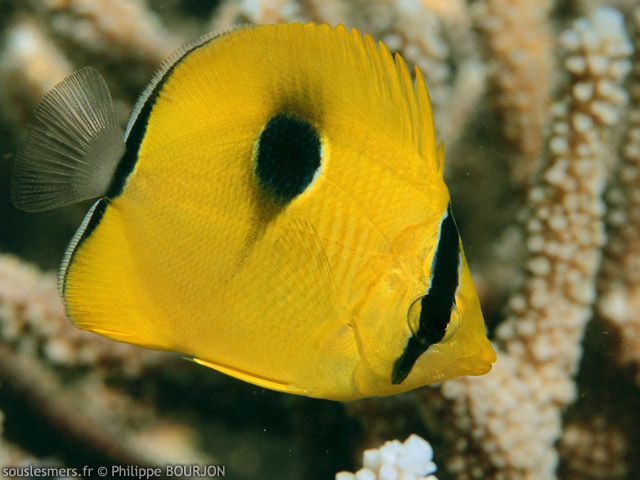 Chaetodon interruptus - poisson-papillon  larme de l'ocan Indien