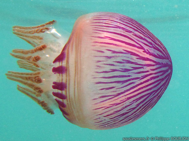 Thysanostoma loriferum - mduse tigre pourpre