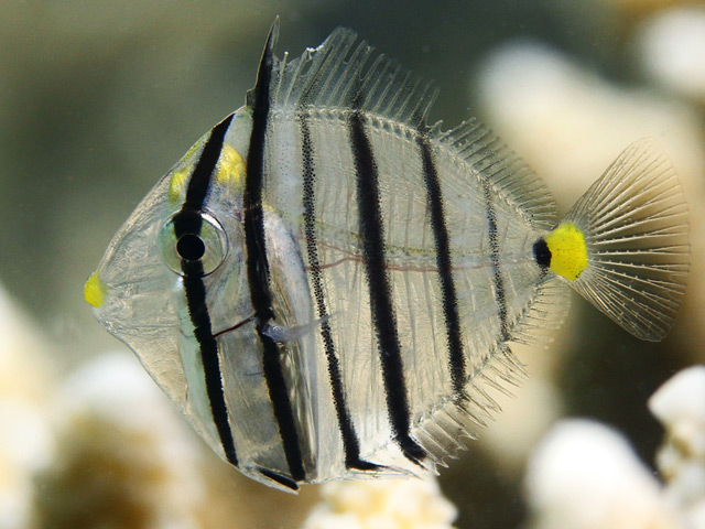 Zebrasoma desjardinii - chirurgien voilier