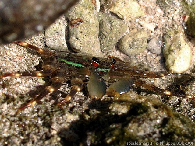 Percnon planissimum - crabe plat  ligne verte